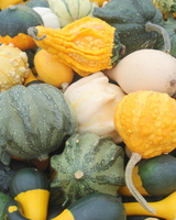 Gourds.JPG