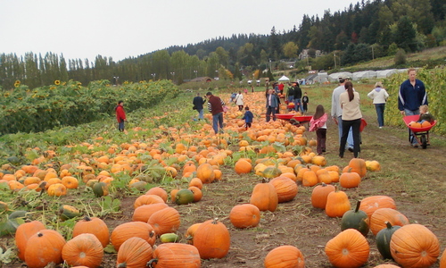 Pumpkin%20patch%20at%20South%2047%20Farm.JPG