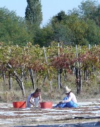 Sorting%20grapes%20at%20La%20Stoppa.JPG