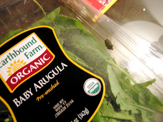 Stinkbug%20in%20arugula.jpg