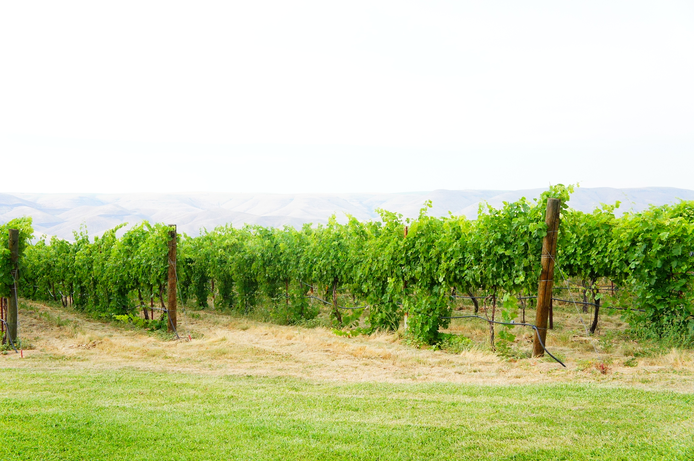 Umiker Vineyard above Lewiston.JPG