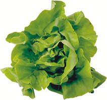 lettuce.jpg