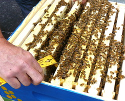 Bees.JPG