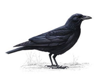Crow.jpg