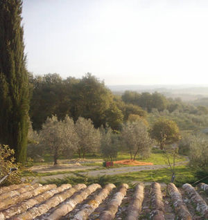 olive_orchard_view.jpg