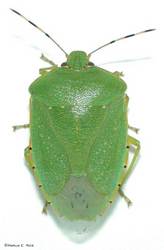 greenstinkbug.jpg